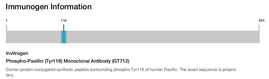 Phospho-Paxillin (Tyr118) Monoclonal Antibody (GT712)