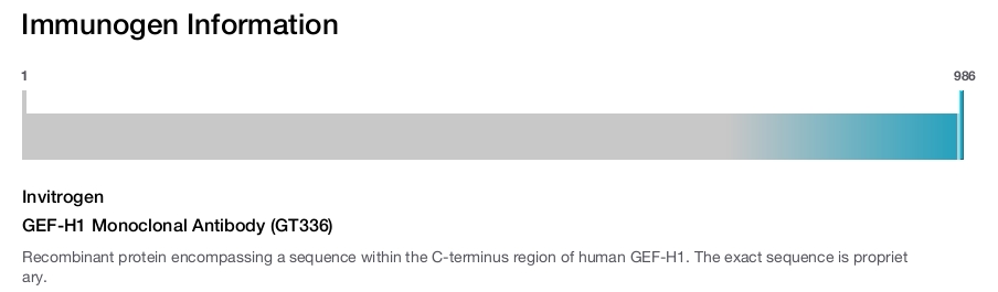 GEF-H1 Monoclonal Antibody (GT336)