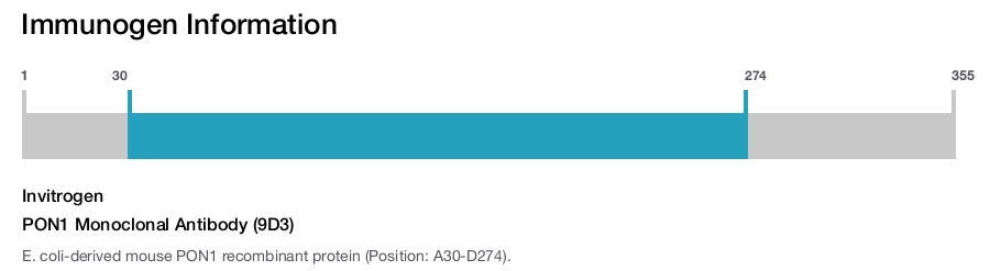 PON1 Monoclonal Antibody (9D3)