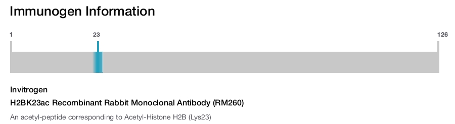 H2BK23ac Recombinant Rabbit Monoclonal Antibody (RM260)
