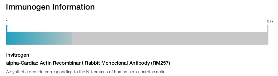 alpha-Cardiac Actin Recombinant Rabbit Monoclonal Antibody (RM257)