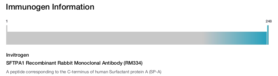 SFTPA1 Recombinant Rabbit Monoclonal Antibody (RM334)