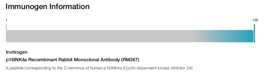 p16INK4a Recombinant Rabbit Monoclonal Antibody (RM267)