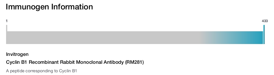 Cyclin B1 Recombinant Rabbit Monoclonal Antibody (RM281)