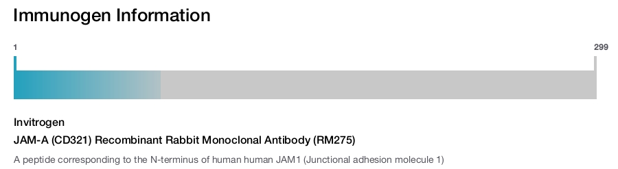 JAM-A (CD321) Recombinant Rabbit Monoclonal Antibody (RM275)