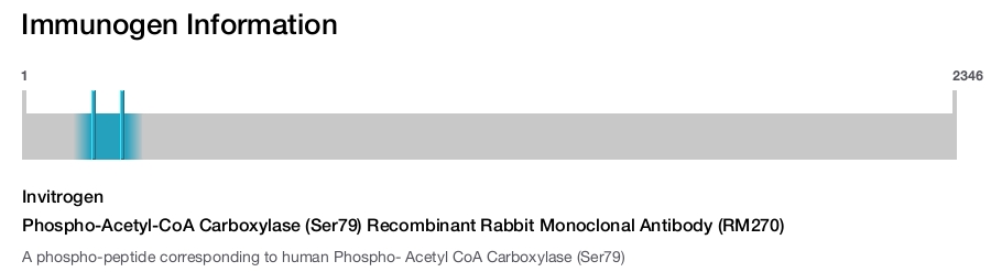 Phospho-Acetyl-CoA Carboxylase (Ser79) Recombinant Rabbit Monoclonal Antibody (RM270)