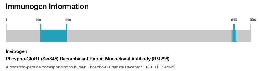 Phospho-GluR1 (Ser845) Recombinant Rabbit Monoclonal Antibody (RM296)