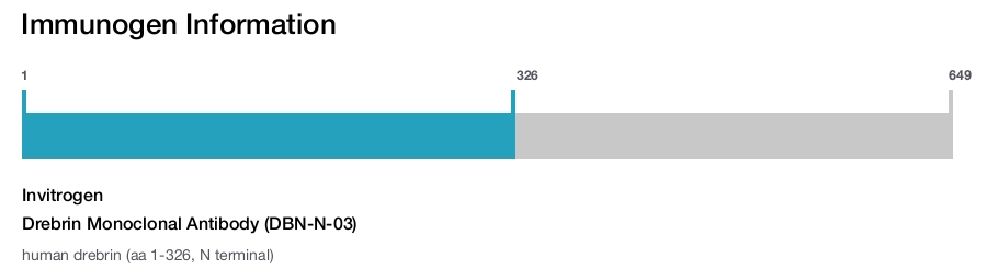 Drebrin Monoclonal Antibody (DBN-N-03)