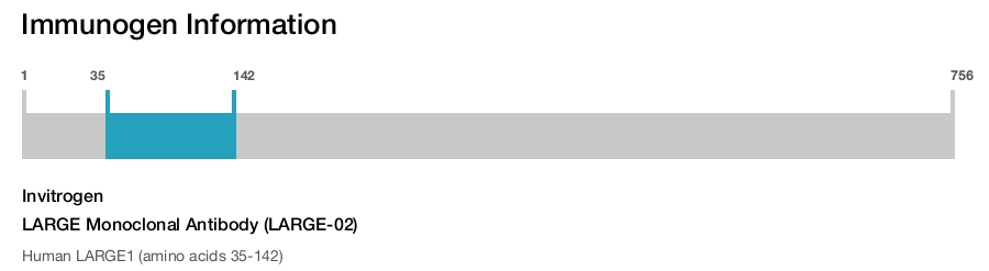 LARGE Monoclonal Antibody (LARGE-02)
