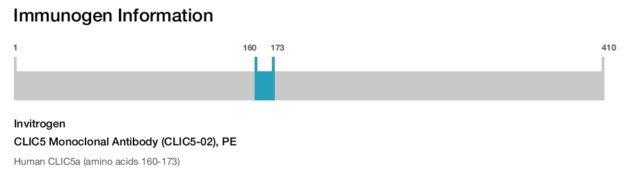 CLIC5 Monoclonal Antibody (CLIC5-02), PE