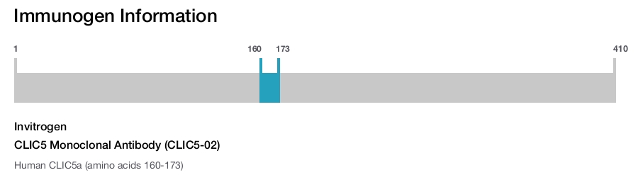 CLIC5 Monoclonal Antibody (CLIC5-02)