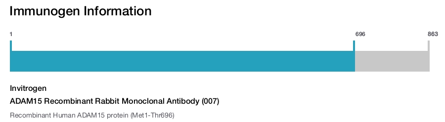 ADAM15 Recombinant Rabbit Monoclonal Antibody (007)