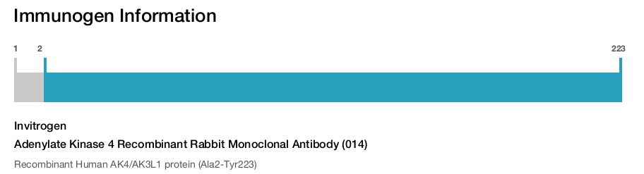 Adenylate Kinase 4 Recombinant Rabbit Monoclonal Antibody (014)
