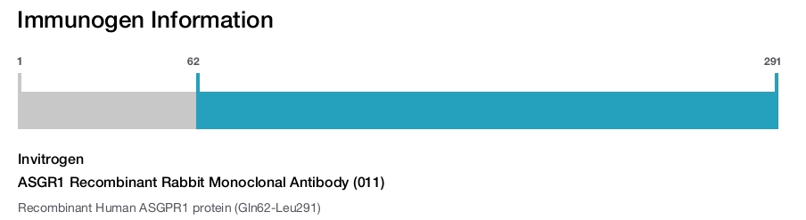 ASGR1 Recombinant Rabbit Monoclonal Antibody (011)
