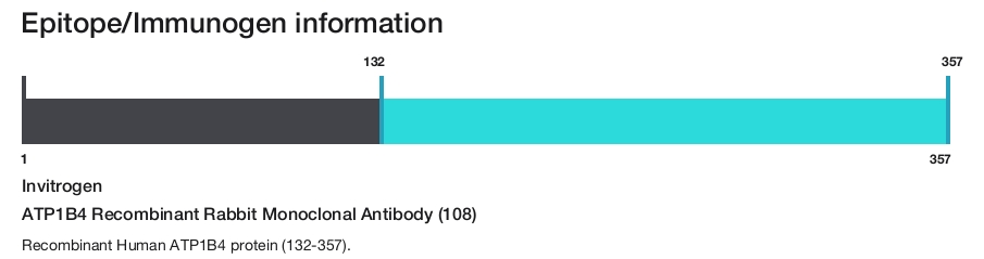 ATP1B4 Recombinant Rabbit Monoclonal Antibody (108)