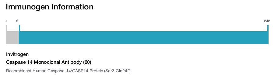 Caspase 14 Monoclonal Antibody (20)