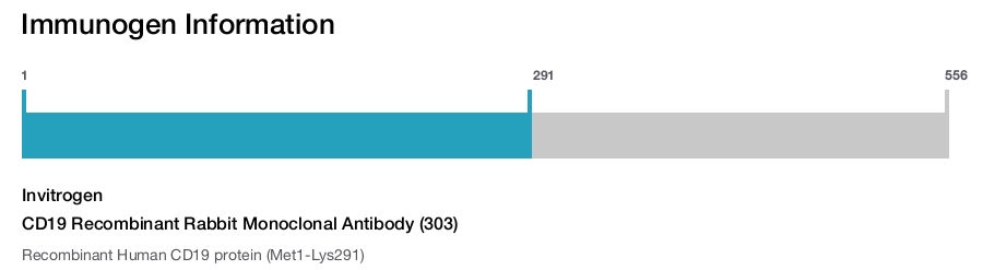 CD19 Recombinant Rabbit Monoclonal Antibody (303)