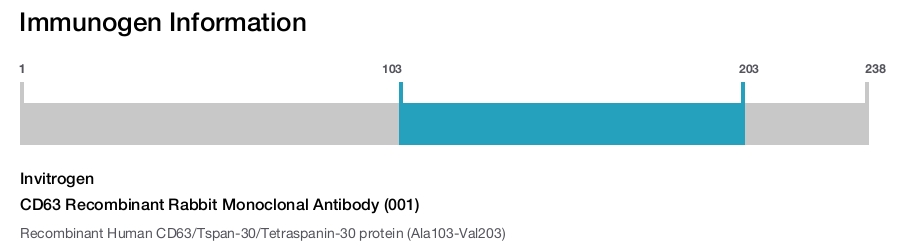 CD63 Recombinant Rabbit Monoclonal Antibody (001)