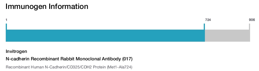 N-cadherin Recombinant Rabbit Monoclonal Antibody (017)