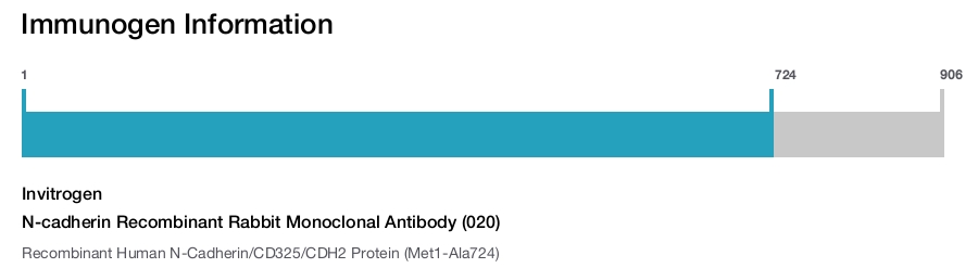 N-cadherin Recombinant Rabbit Monoclonal Antibody (020)