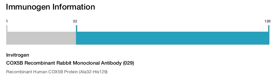 COX5B Recombinant Rabbit Monoclonal Antibody (029)