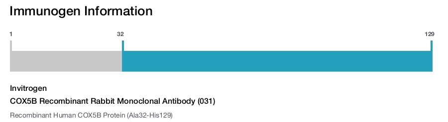 COX5B Recombinant Rabbit Monoclonal Antibody (031)