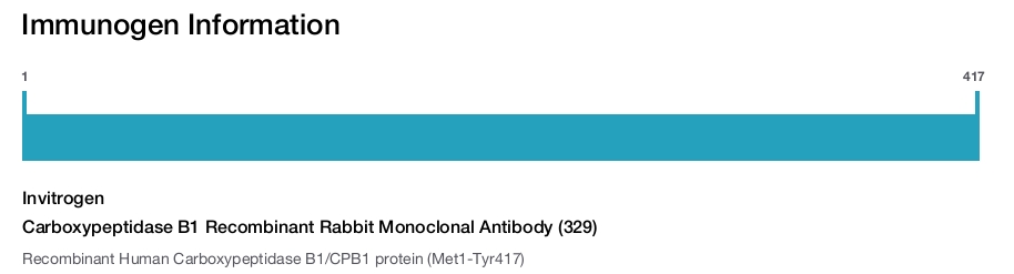 Carboxypeptidase B1 Recombinant Rabbit Monoclonal Antibody (329)