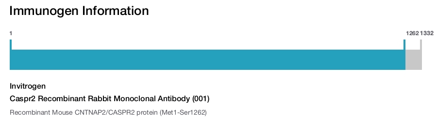 Caspr2 Recombinant Rabbit Monoclonal Antibody (001)