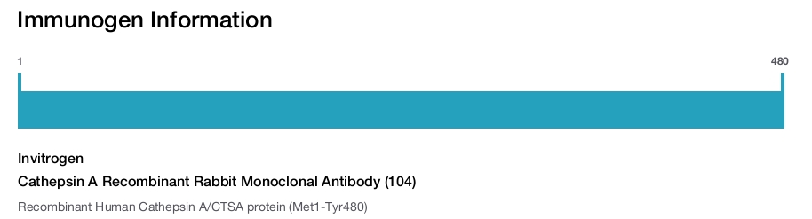 Cathepsin A Recombinant Rabbit Monoclonal Antibody (104)