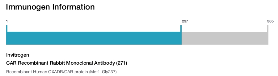 CAR Recombinant Rabbit Monoclonal Antibody (271)