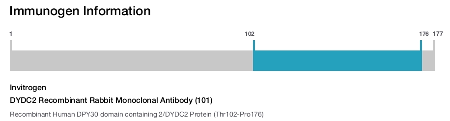 DYDC2 Recombinant Rabbit Monoclonal Antibody (101)