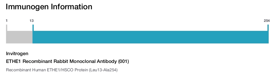 ETHE1 Recombinant Rabbit Monoclonal Antibody (001)