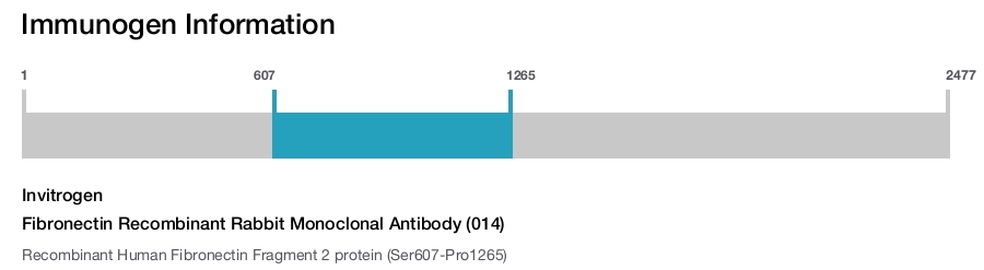 Fibronectin Recombinant Rabbit Monoclonal Antibody (014)