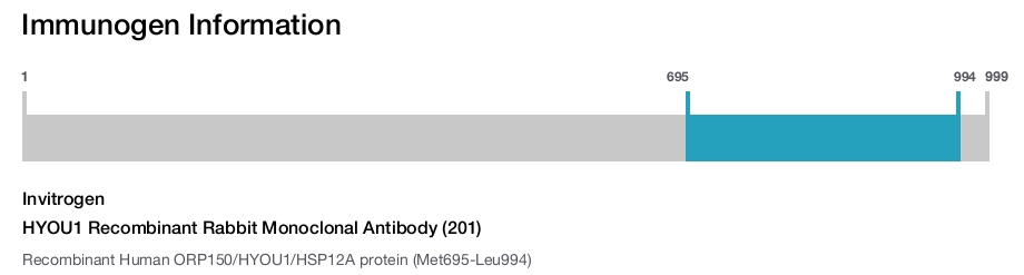 HYOU1 Recombinant Rabbit Monoclonal Antibody (201)