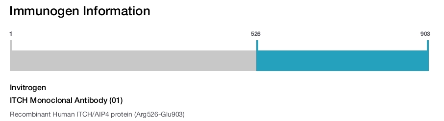 ITCH Monoclonal Antibody (01)