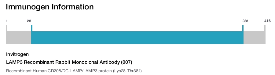 LAMP3 Recombinant Rabbit Monoclonal Antibody (007)