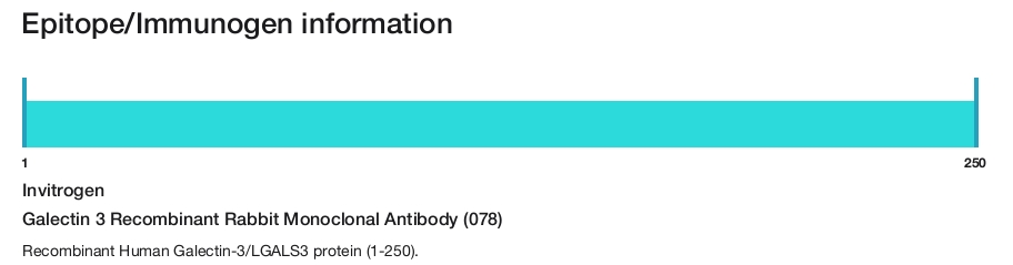 Galectin 3 Recombinant Rabbit Monoclonal Antibody (078)