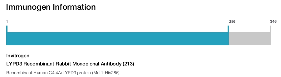 LYPD3 Recombinant Rabbit Monoclonal Antibody (213)