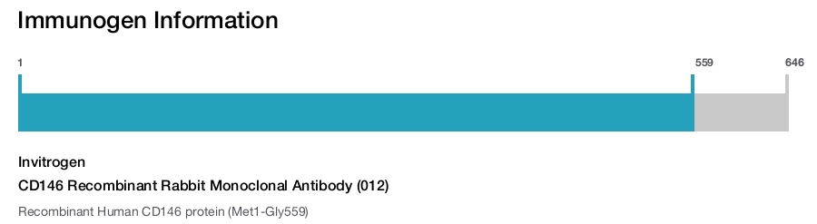 CD146 Recombinant Rabbit Monoclonal Antibody (012)