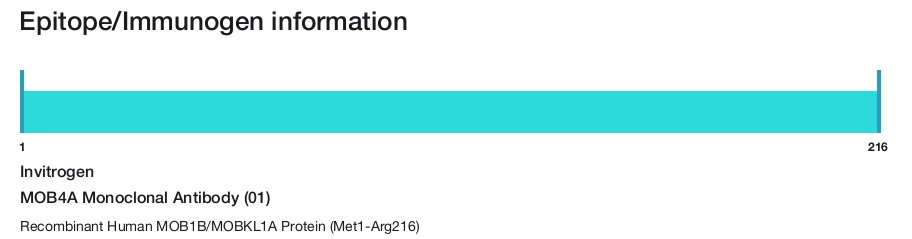 MOB4A Monoclonal Antibody (01)