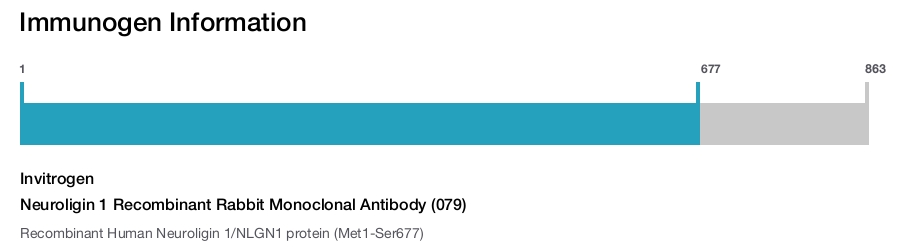 Neuroligin 1 Recombinant Rabbit Monoclonal Antibody (079)