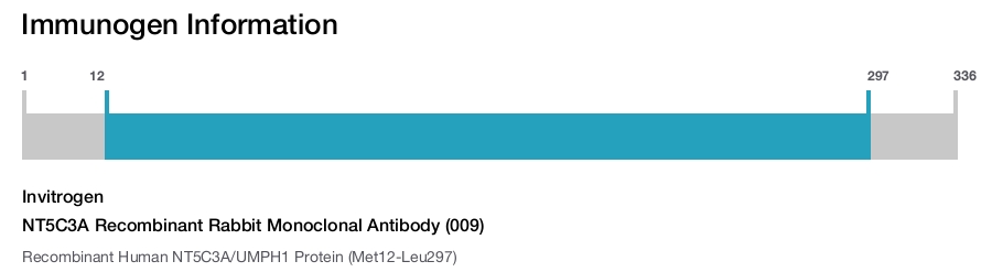 NT5C3A Recombinant Rabbit Monoclonal Antibody (009)