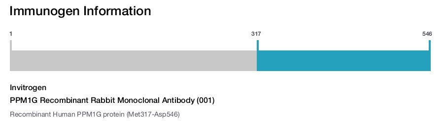 PPM1G Recombinant Rabbit Monoclonal Antibody (001)