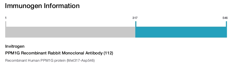 PPM1G Recombinant Rabbit Monoclonal Antibody (112)