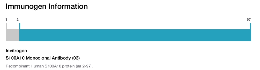 S100A10 Monoclonal Antibody (03)