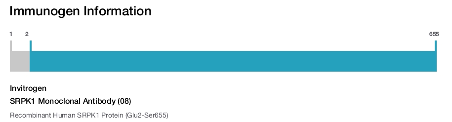 SRPK1 Monoclonal Antibody (08)