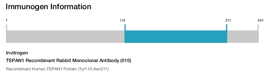 TSPAN1 Recombinant Rabbit Monoclonal Antibody (010)