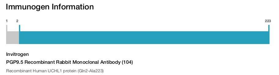 PGP9.5 Recombinant Rabbit Monoclonal Antibody (104)