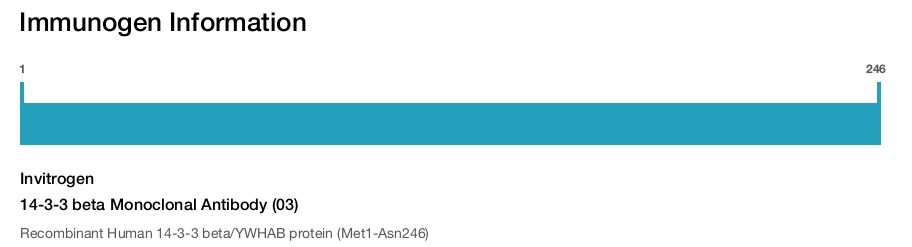 14-3-3 beta Monoclonal Antibody (03)