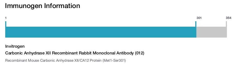 Carbonic Anhydrase XII Recombinant Rabbit Monoclonal Antibody (012)
